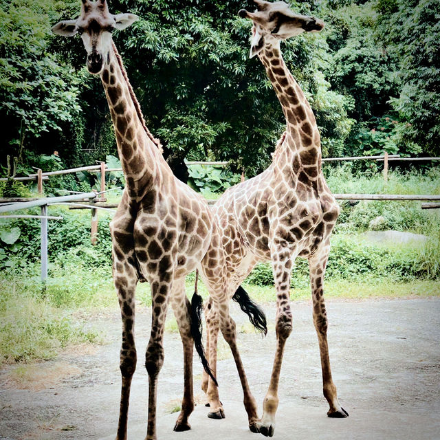 Roaming with Giants: A Wild Day at Shenzhen Safari Park!