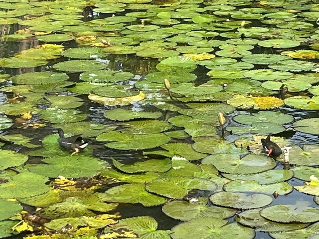 偽出國秒飛峇里島！屏東里港「水明漾活蝦景觀餐廳」絕美蓮花池與發呆亭帶你享受南洋氛圍