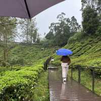 Afternoon tea at a tea plantation 