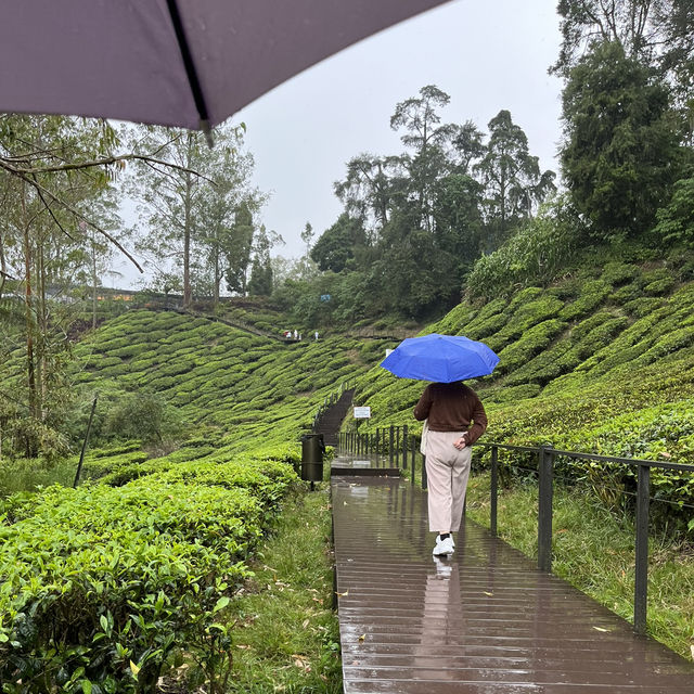 Afternoon tea at a tea plantation 
