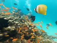 Snorkeling on rubiah island