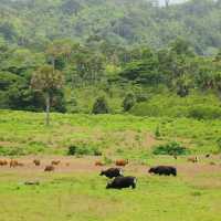 Alas Purwo National Park