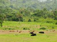 Alas Purwo National Park