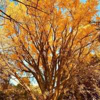 清流公園：詩意之地 🍂