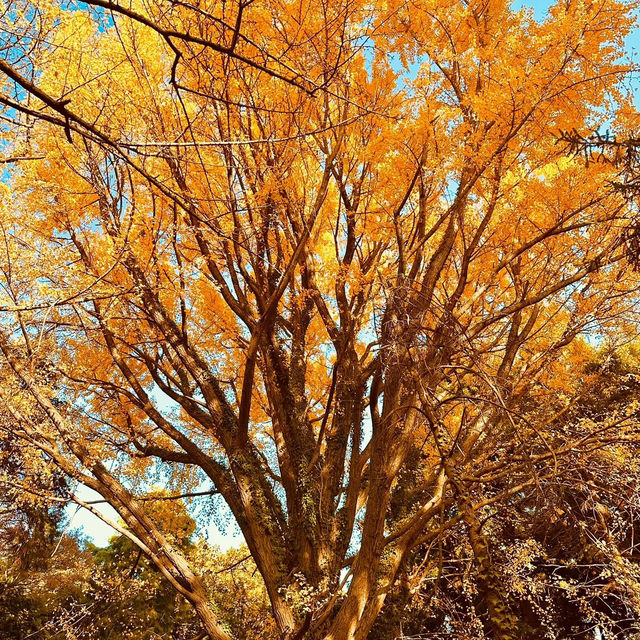 清流公園：詩意之地 🍂