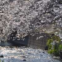 焼津（静岡）/桜スポット🌸