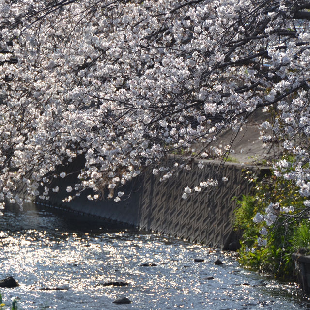 焼津（静岡）/桜スポット🌸