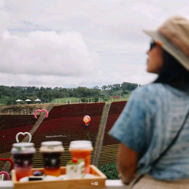 ทุ่งดอกไม้บนเนินเขา ที่ ไฮเดรนเยีย คาเฟ่ เขาค้อ