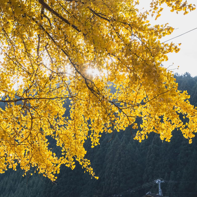 吉原神社🌅銀杏樹下的靜謐之美 🍂⛩️