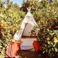 Ha-yul’s Tangerine Farm: Fresh and Sweet Jeju Experience