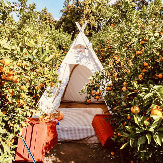 Ha-yul’s Tangerine Farm: Fresh and Sweet Jeju Experience