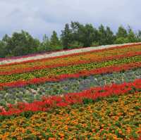 Flowering your summer in Hokkaido with Lavender, Melons