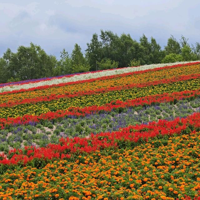 Flowering your summer in Hokkaido with Lavender, Melons