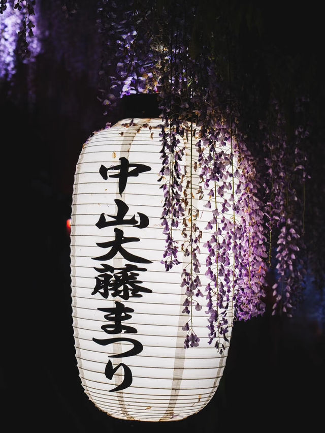 超美紫藤花海行程攻略🥰趕快收藏起來🥹
