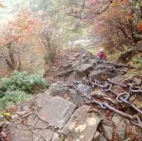 【愛媛県】西日本最高峰の霊峰！スリルと興奮とため息の石槌山紅葉登山