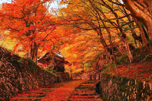 ここ行って】紅葉見頃終盤がおすすめ🍁敷きモミジでレッドカーペットが