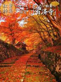 【ここ行って】紅葉見頃終盤がおすすめ🍁敷きモミジでレッドカーペットが作られる紅葉スポット✨