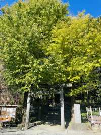 【神奈川県/鎌倉　良縁の縁結びの神社として知られている 『葛原岡神社』】