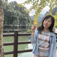 遲來的銀杏季