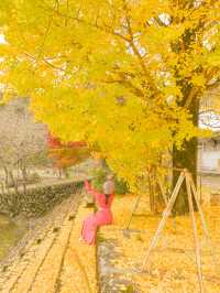 【京都】９割が知らないイチョウの穴場スポット