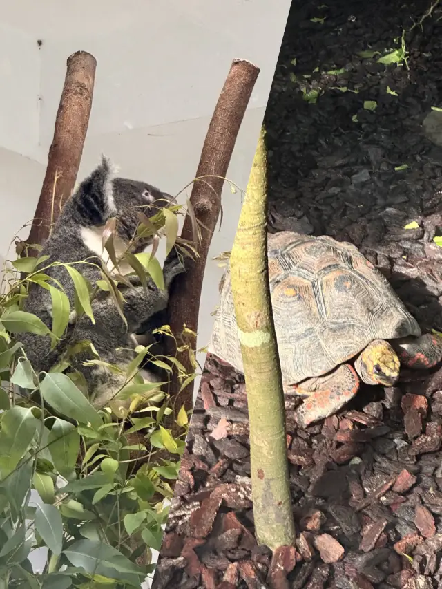 在韓國看不到無尾熊?那就來這裡吧