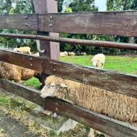 ～文山市民農園～小動物的“歡樂大派對”～