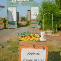 นครสวรรค์ก็มีทุ่งดอกทานตะวันน๊า!! 🌻🌻
