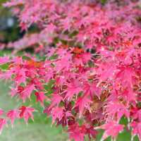 🍁上海紅葉🍁