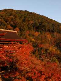 【京都🇯🇵】真っ赤な紅葉を夕暮れ時に