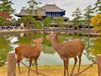 Make the most out of Nara