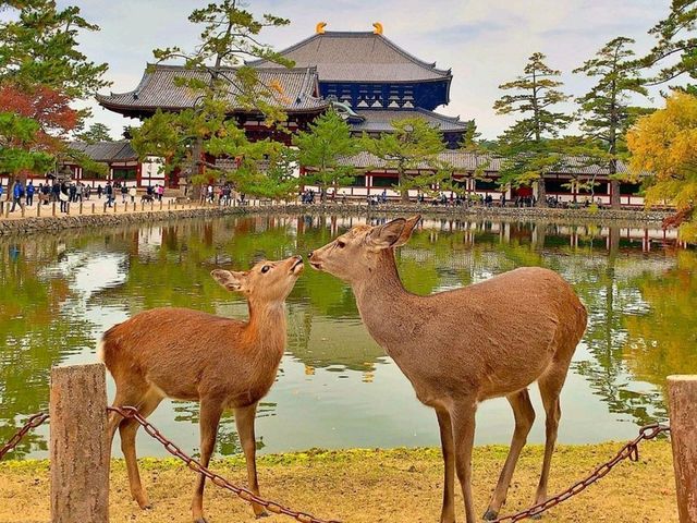 Make the most out of Nara