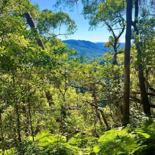Springbrook national park. Queensland 