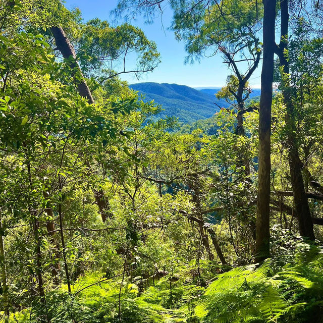 Springbrook national park. Queensland 