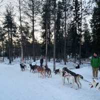 【フィンランド】冬のラップランドでする夢の犬ぞり体験🐕🛷❄️