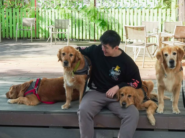 新竹｜超萌寵物餐廳竟然有11隻黃金獵犬！