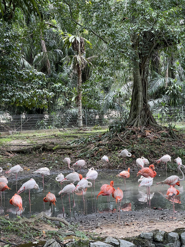 Zoo Negara Malaysia: A Wildlife Adventure Awaits! 🦁🐯