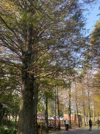 桃園 大溪 落羽松公園  秋冬轉瞬之美