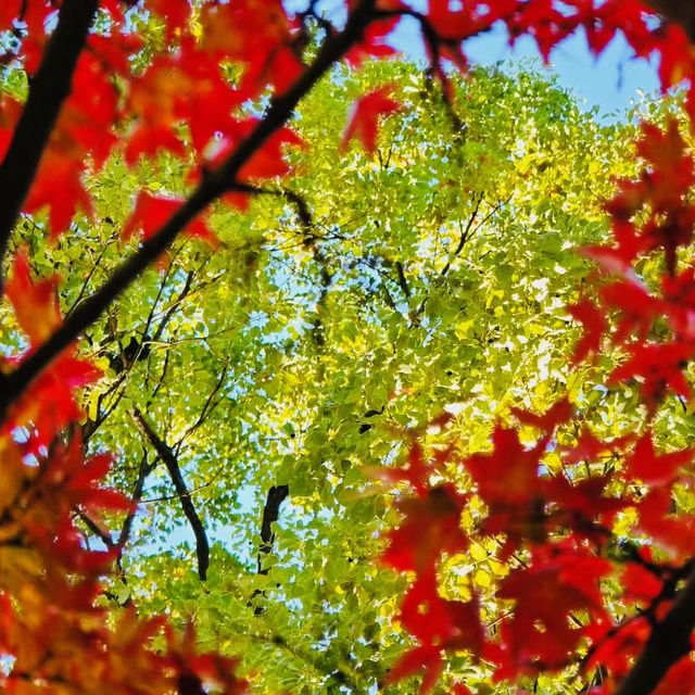 探索東京的綠意心臟：上野公園