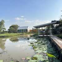 คาเฟ่แกะ กะ บัว