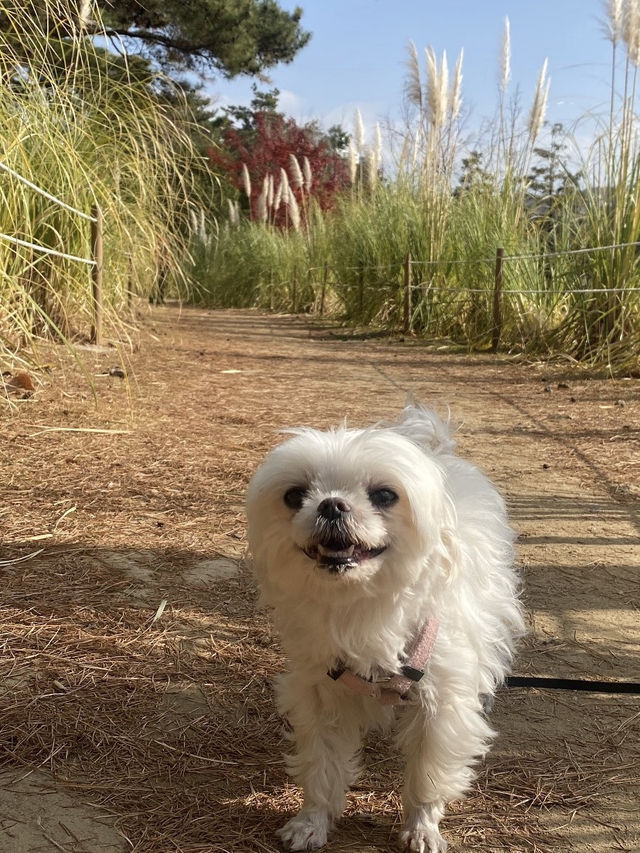 🐾강아지의 천국 부산시민공원🌳