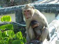 อุทยานประวัติศาสตร์พระนครคีรี(เขาวัง)