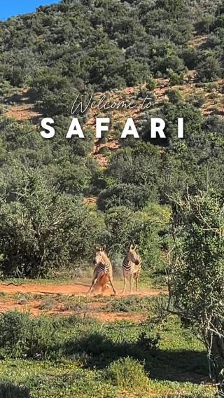 South African Safari Tips