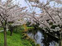 南半球的櫻花大道 紐西蘭-基督城 Hagley Park South