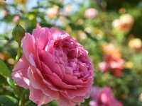 《横浜》秘密の花園にて