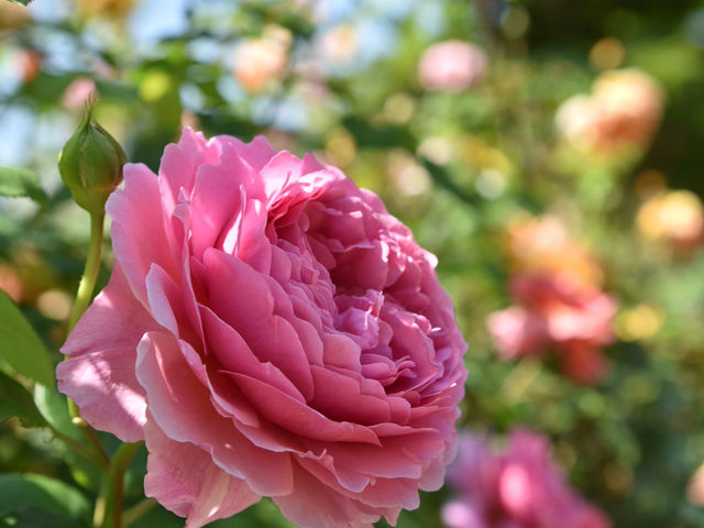 《横浜》秘密の花園にて