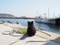 🐈 福岡「貓島」相島 交通攻略 🚢