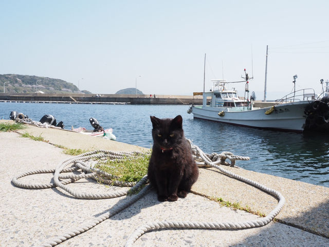 🐈 福岡「貓島」相島 交通攻略 🚢
