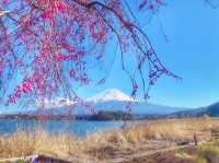 Mt. Fuji in a Day: Cherry Blossoms and Scenic Views