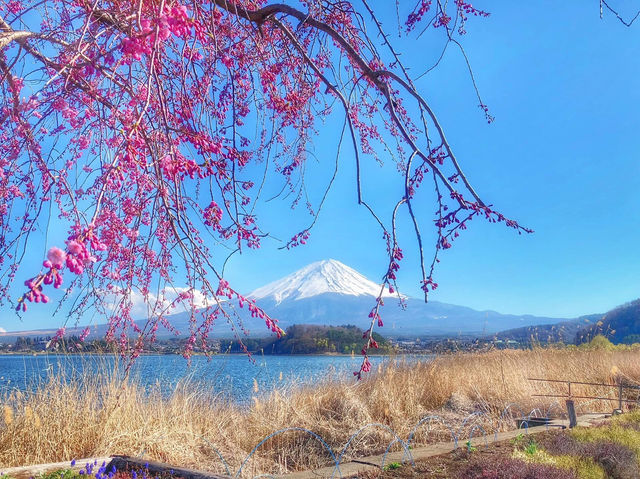 Mt. Fuji in a Day: Cherry Blossoms and Scenic Views