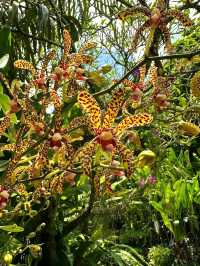 National Orchid Garden
